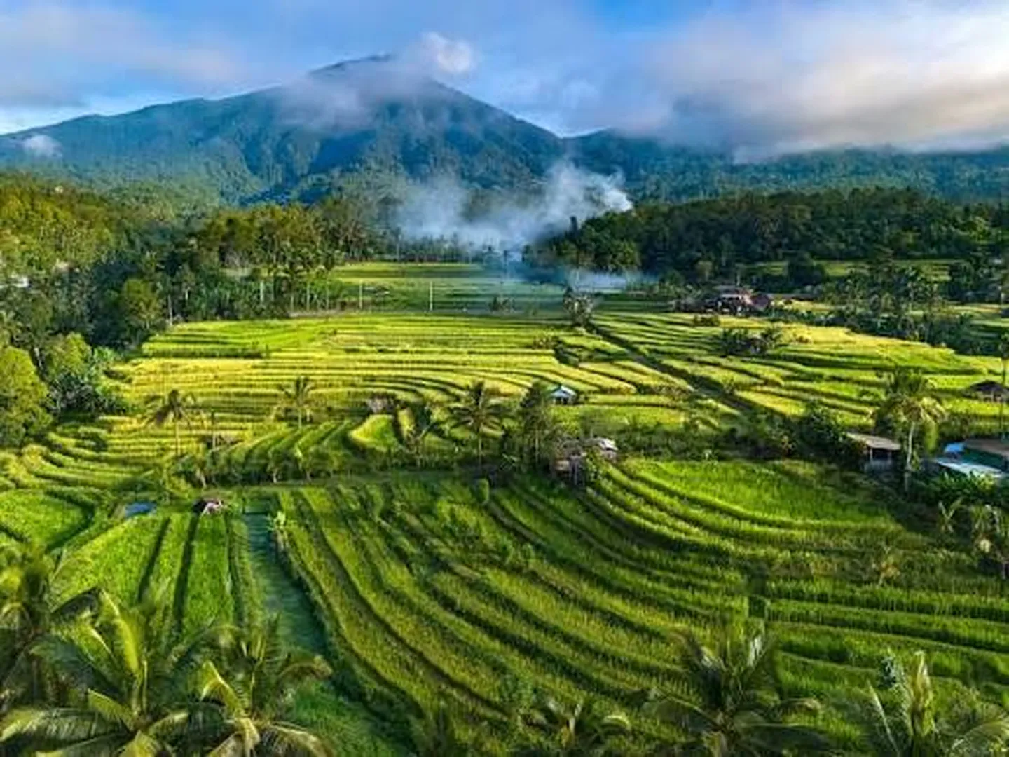 toor image